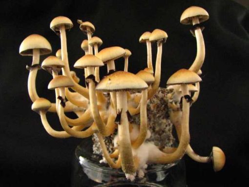 Mazatapec magic mushroom