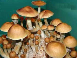 Cambodia mushroom spores