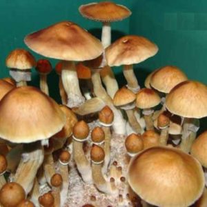 Cambodia mushroom spores