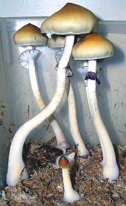 buy Ecuador (EQ) online