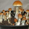 Z-strain psilocybe cubensis