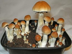 Z-strain psilocybe cubensis