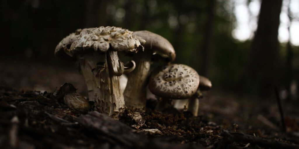 psychedelic mushrooms