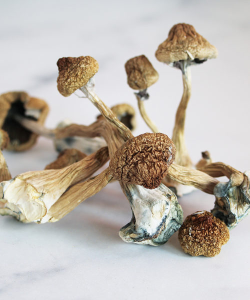 African Transkei Magic Mushrooms